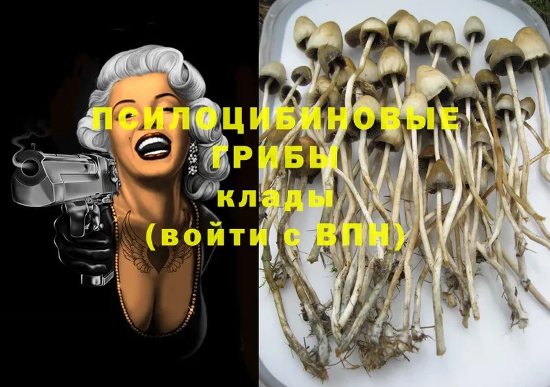 купить наркоту  blacksprut онион  Псилоцибиновые грибы MAGIC MUSHROOMS  Краснозаводск 